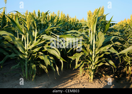 Agriculture - Weda du sorgho (milo) plantes avec complètement formée et élevage chefs / New York, USA. Banque D'Images