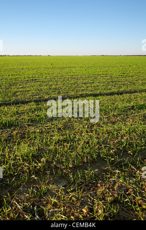 Agriculture - Domaine de l'étape des semis du blé tendre rouge d'hiver à la fin de l'automne / l'Est de l'Arkansas, USA. Banque D'Images