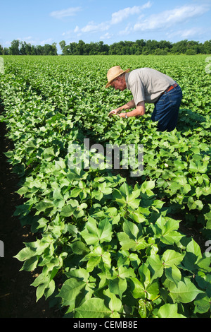 Un consultant inspecte un milieu de culture de coton dans la croissance des cultures avancées boll inaugure la milieu à la fin de saison, les insectes / de l'Arkansas. Banque D'Images