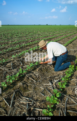 Un consultant de récolte inspecte un début de croissance non-labour récolte de coton au stade 3-4 vraies feuilles pour le début de saison, les insectes / de l'Arkansas. Banque D'Images