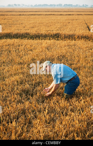 Un consultant dans le domaine des cultures inspecte une récolte de riz presque parvenus à maturité afin de déterminer quand la récolte commencera / de l'Arkansas. Banque D'Images