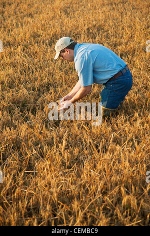 Un consultant dans le domaine des cultures inspecte une récolte de riz presque parvenus à maturité afin de déterminer quand la récolte commencera / de l'Arkansas. Banque D'Images