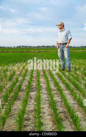 L'agriculture - une culture dans un domaine permanent consultant contrôle de la progression d'un début de croissance des cultures de riz / New York, USA. Banque D'Images