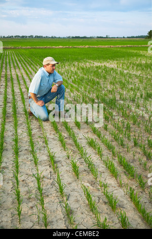 L'agriculture - une culture consultant à genoux dans un champ de l'inspection du cours d'un début de croissance des cultures de riz / New York, USA. Banque D'Images