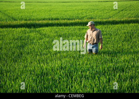 Un agriculteur (producteur) promenades à travers son domaine l'inspection de son milieu de culture de riz de croissance au début de l'étape de constitution / Arkansas, USA. Banque D'Images