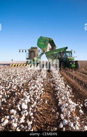 Un John Deere 8 rangs de coton 7460 décharge à haut rendement récolté dans un coton d'arasement boll wagon pendant la récolte / Texas. Banque D'Images