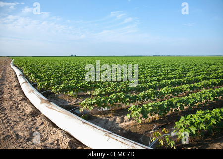 L'irrigation d'un sillon de la croissance moyenne de la récolte de coton à l'aide d'un tuyau poly roll out / près de l'Angleterre, Arkansas, USA. Banque D'Images