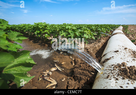 L'irrigation d'un sillon de la croissance moyenne de la récolte de coton à l'aide d'un tuyau poly roll out / près de l'Angleterre, Arkansas, USA. Banque D'Images