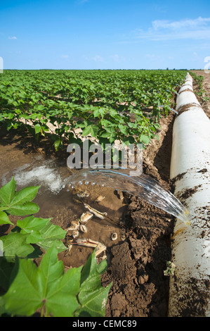 L'irrigation d'un sillon de la croissance moyenne de la récolte de coton à l'aide d'un tuyau poly roll out / près de l'Angleterre, Arkansas, USA. Banque D'Images