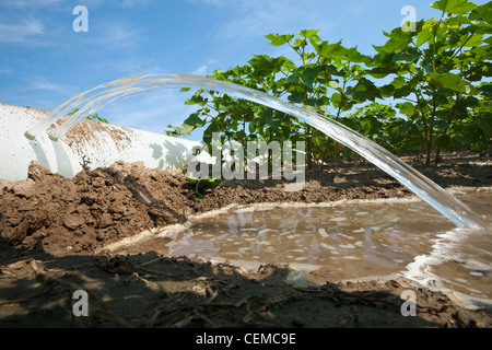 L'irrigation d'un sillon de la croissance moyenne de la récolte de coton à l'aide d'un tuyau poly roll out / près de l'Angleterre, Arkansas, USA. Banque D'Images