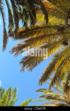 Avis de certains palmiers tropicaux contre le ciel bleu de directement ci-dessous, le cadrage de l'image. Banque D'Images