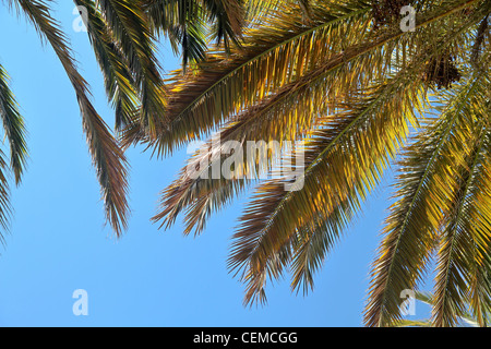 Avis de certains palmiers tropicaux contre le ciel bleu de directement ci-dessous, le cadrage de l'image. Banque D'Images