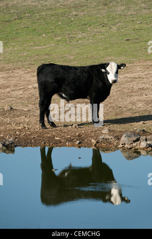 Élevage - Black Baldie beef steer debout sur la rive d'un étang avec son reflet dans l'eau / New York, USA. Banque D'Images