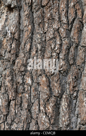 Le chêne commun : Quercus robur. Détail de l'écorce. Banque D'Images