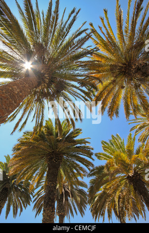 Avis de certains palmiers tropicaux contre le ciel bleu de directement ci-dessous, le cadrage de l'image. Banque D'Images