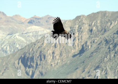 Vue d'un condor planeur dans le Canyon de Colca, Pérou. C'est l'oiseau avec la plus grande envergure dans le monde. Banque D'Images