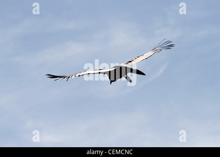 Vue d'un condor planeur dans le Canyon de Colca, Pérou. C'est l'oiseau avec la plus grande envergure dans le monde. Banque D'Images