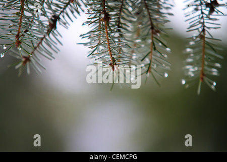 Vue d'une macro dans l'hiver, tout comme la neige est en train de fondre. Banque D'Images