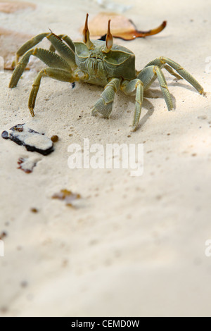 Image d'un crabe fantôme Ocypode (Cerathopthalma) à l'île de La Digue, aux Seychelles. Banque D'Images