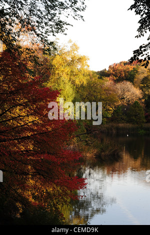 Matin ensoleillé portrait rouge Érable japonais feuilles d'automne feuilles jaune doré, arbres, l'étang, Central Park South, New York Banque D'Images