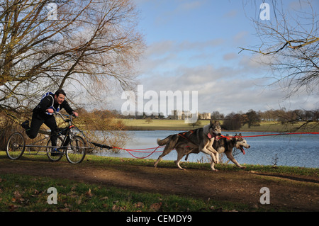 Le Siberian Husky Club of Great Britain rassemblement à Grimsthorpe château dans le Lincolnshire Banque D'Images