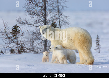 Mère ours polaire avec trois oursons dans la toundra, Parc National de Wapusk, Manitoba, Canada Banque D'Images