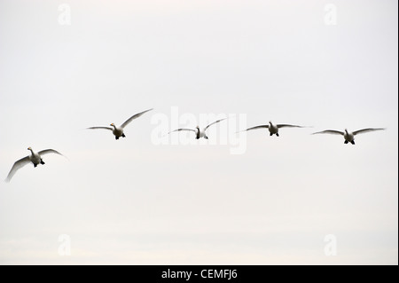 Les Cygnes chanteurs, Cygnus cygnus, arrivant sur la terre, Wildfowl and Wetlands Trust, Ecosse, Caerlaverock Banque D'Images