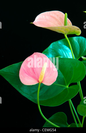 Anthurium - le flamant rose fleur Banque D'Images