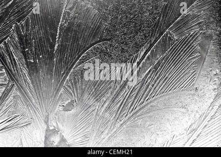 Beau modèle de givre sur une fenêtre Banque D'Images