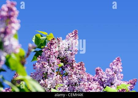 Belles fleurs lilas plus de ciel bleu, parfait spring floral background Banque D'Images