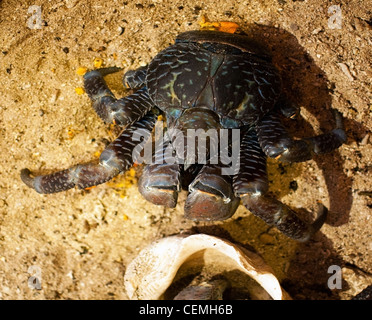 Le puissant Coconut Carb, Birgus latro, est le plus grand arthropode vivant à terre. Banque D'Images