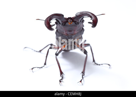 Stag beetle sur fond blanc, capturés au Japon Banque D'Images