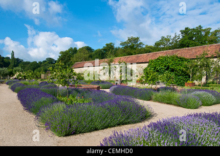 Lits de lavande dans le jardin clos à Cowdray Sussex UK Banque D'Images