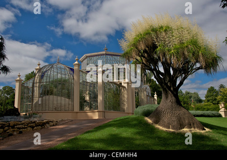 Palm House victorienne et Agavaceae Nolina recurvata arbre du Mexique Jardins botaniques d'Adelaide en Australie du Sud Banque D'Images