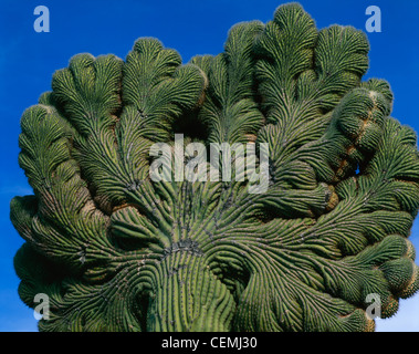 Un majestueux crestate (crested) saguaro règne dans le désert de Sonora, tuyau d'Organe National Monument, Arizona Banque D'Images