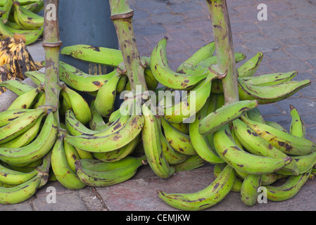 Trois grappes de plantains verts sur le pédoncule allongé sur le sol à la marché public à Pujili, de l'Équateur. Banque D'Images