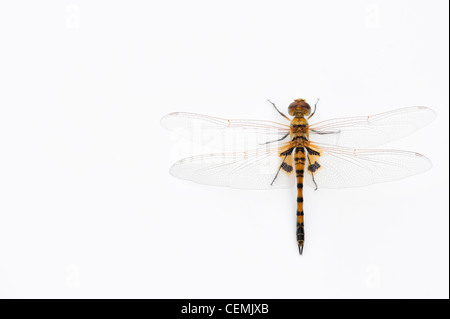 Tramea Basilaris. Marais rouge Trotter Libellule sur fond blanc Banque D'Images