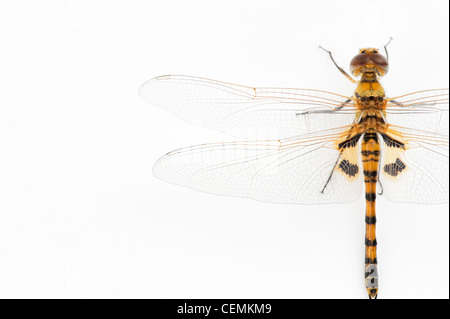 Tramea Basilaris. Marais rouge Trotter Libellule sur fond blanc Banque D'Images