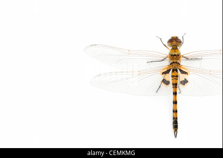 Tramea Basilaris. Marais rouge Trotter Libellule sur fond blanc Banque D'Images