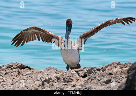 Pelican avec des ailes large propagation sur le rocher près de Key West, FL Banque D'Images