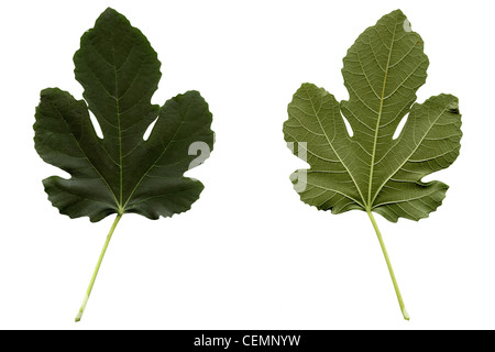 Fig Tree leaf - isolé sur fond blanc Banque D'Images