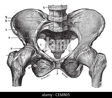 Fig. 160. Bassin (squeleite avec ligaments) a vu sa face avant, vintage engraved illustration. Magasin Pittoresque 1875. Banque D'Images