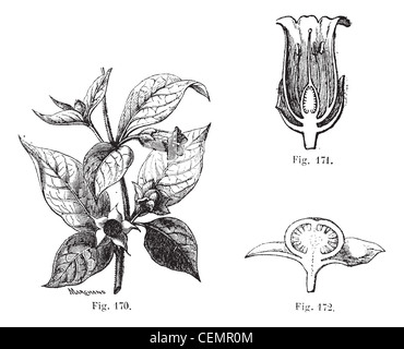 Fig. 170. belladonna avec ses feuilles, ses fleurs et ses fruits. fig. 171. fleur à couper de belladonna. fig. 172 coupe. Le fruit de la belladone, vintage engraved illustration. atropa belladonna ou atropa bella-donna ou baies du diable ou la mort cerises ou belladone. magasin pittoresque 1875. Banque D'Images