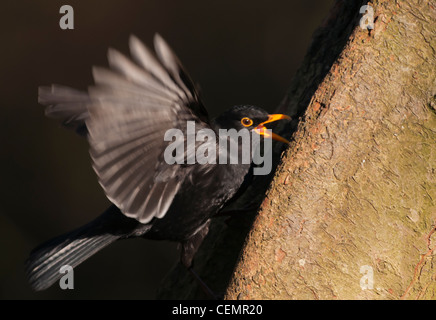Turdus merula Blackbird mâle en vol Banque D'Images