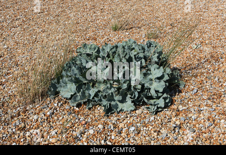 Crambe maritima (nom commun chou mer) sur la plage à Dungeness, Kent UK Banque D'Images