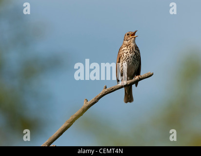 Grive musicienne Turdus philomelos (') Banque D'Images