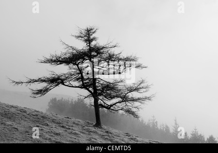 Un arbre noir & blanc sur Latrigg, Cumbria, Angleterre Banque D'Images