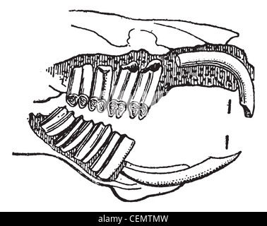 Rodent, cobaye jaw, vintage engraved illustration. Dictionnaire des mots et des choses - Larive et Fleury - 1895. Banque D'Images