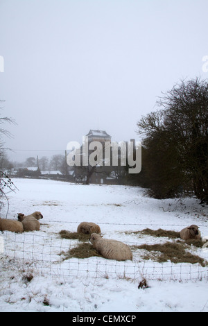 Les moutons dans la neige Banque D'Images