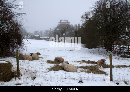 Les moutons dans la neige Banque D'Images